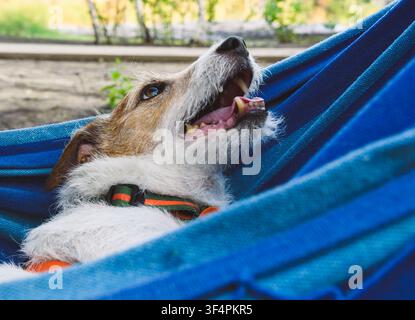 Froher Terrier-Hund entspannt sich in der Hängematte während des Sommerurlaubs Stockfoto