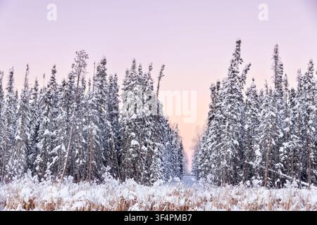 Winterliches weißes verschneites Landschaftsbild mit hohen Fichten im Nadelwald, der mit Schnee bedeckt ist, im rosafarbenen und violetten Licht des Sonnenuntergangs. Pfad im Gebüsch. Stockfoto