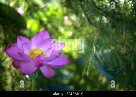 Leuchtende magentafarbene Lotusblüte, die in üppigem grünen Laub blüht. Stockfoto