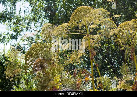 Riesiges Sosnowsky-Hogweed ragt in einer sonnenbeschienenen Waldlichtung empor und zeigt seine massiven schirmartigen Samenstände und dicken Stängel als gefährliche invasive Pflanze Stockfoto