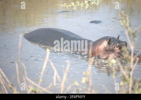 Flusspferd ruht teilweise im Wasser im Serengeti-Nationalpark, Tansania, Ostafrika. Stockfoto