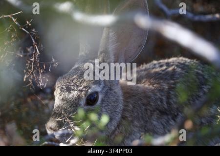 Wüstenkaninchen, das in natürlicher Vegetation im Joshua-Tree-Nationalpark, Kalifornien, USA, ruht. Stockfoto