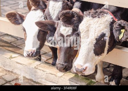 Eine Herde Kühe hinter einem Zaun auf einem Bauernhof Stockfoto