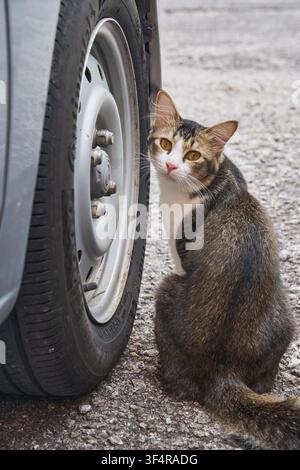 Eine braun-weiße getigerte Katze sitzt ruhig auf dem Boden neben einem grauen Autoreifen auf einer befestigten Oberfläche Stockfoto