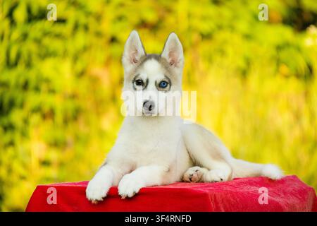 Süßer sibirischer Husky-Welpe mit Heterochromie liegt auf roter Decke Stockfoto
