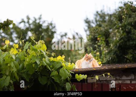 Das Sonnenlicht bricht nach dem Regen durch, während eine rote Katze hinter glänzenden Blättern verschwimmt; die verspielte Szene vereint Glanz und Weichheit und fängt einen flüchtigen Garten ein Stockfoto