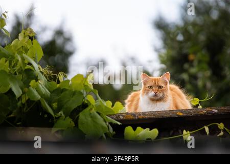 Eine flauschige rote Katze sitzt auf dem Dach über dichten grünen Ranken unter einem blassen Himmel. Fokus und Geduld zeigen sich in ihrem ruhigen Blick, während ein stiller Hinterhof an Stockfoto