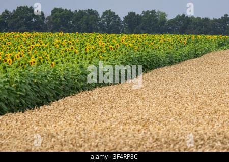 Helle Sonnenblumen bilden ein dichtes grünes Band neben einem reifenden Weizenstreifen unter einem weichen grauen Himmel. Schichten von Feldern und eine dunkle Baumreihe formen eine lebendige Landschaft Stockfoto