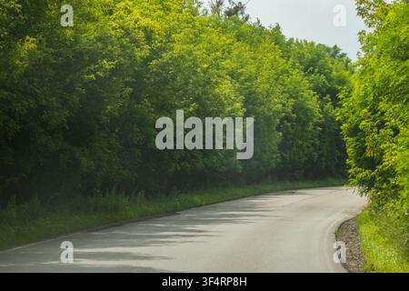 Eine sanfte Landstraße windet sich durch dichte grüne Bäume im warmen Sonnenlicht. Weicher Schatten fällt über den Belag, und die ruhige Straße lädt zu einer entspannten Fahrt ein Stockfoto