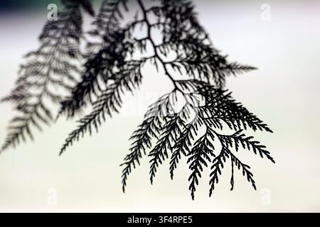 Silhouette von Nadelzweigen mit schlanken Nadeln vor einem hellen Hintergrund. Nahaufnahme der Textur der Pflanze. Stockfoto