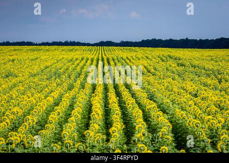 Endlose Sonnenblumen reihen sich in präzisen Reihen über weitläufige Felder unter klarem blauem Himmel aus Warme gelbe Blütenblätter leuchten und lenken das Auge zu einem fernen Baum Stockfoto