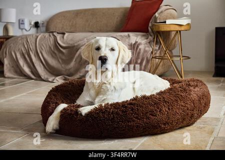 Ein Golden Retriever ruht ruhig in ihrem Korb Stockfoto