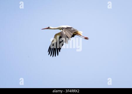 Weißer Storch gleitet mit vollständig ausgebreiteten Flügeln und ausgestreckten Beinen über einen klaren blauen Himmel. Eleganter Zugvogel in der Luft festgehalten, der Details des Flügelschlags zeigt Stockfoto