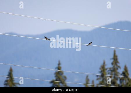 Zwei kleine Vögel ruhen auf hohen Stromleitungen über einem bewaldeten Tal mit blauen Bergkämmen dahinter Die ruhige alpine Aussicht betont den offenen Himmel und den Rhythmus Stockfoto