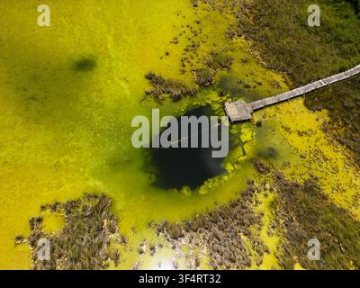Luftbild des Cenoten Siijil Noh Ha mit einem hölzernen Steg, der sich in dunkles Wasser erstreckt, umgeben von lebhaft grünen Algen und sumpfiger Vegetation in Felipe Stockfoto