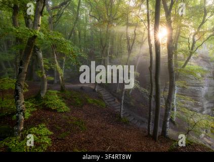 Blick auf Sonnenlicht, das durch die Bäume in einem üppigen Wald fällt, mit steinernen Stufen, die einen moosigen Pfad in Luxemburg hinaufführen. Stockfoto