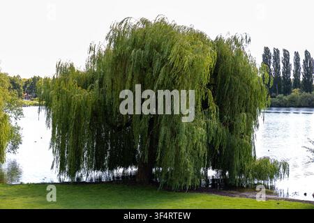 Weide am Ufer des Sees. Stockfoto