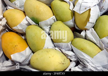 Eine Auswahl an frischen Mangos – einige gelb und andere grün – ist einzeln in Papier eingewickelt. Diese tropischen Früchte sind bereit, auf einem Markt verkauft zu werden. H Stockfoto