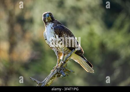 Junger Rotschwanzbussard, der auf einem Ast sitzt Stockfoto