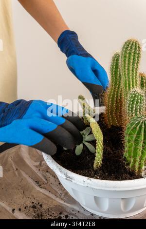 Extremer Nahaufnahme eines Gärtners, der blaue Schutzhandschuhe trägt und Erde um winzige Echeveria-Sukkulente neben hohen Kakteen in einer weißen Schale in der Nische drückt Stockfoto