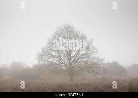 ein großer Baum, der in einer Heidelandschaft im dichten Nebel steht Stockfoto