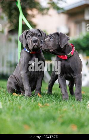 Zwei blaue Cane-Corso-Welpen stehen zusammen auf grünem Gras im Hinterhof. Junge italienische Mastiff-Hunde interagieren, sozialisieren, spielen, lernen Komm Stockfoto