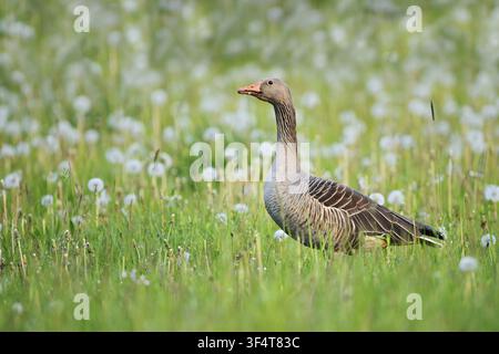 Eine Graugans (Anser anser) steht auf einer Wiese mit Löwenzahn, Nordrhein-Westfalen, Deutschland Stockfoto