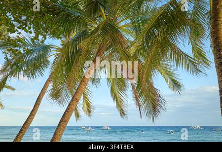 Kokospalmen am Strand, Philippinen. Stockfoto