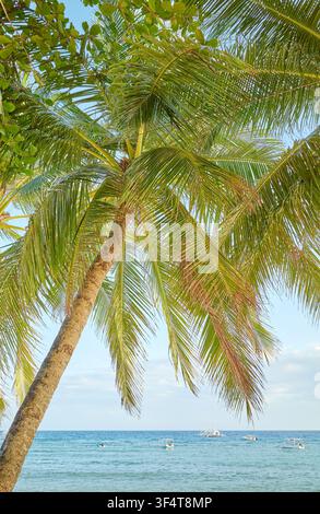 Kokospalmen am Strand, Philippinen. Stockfoto