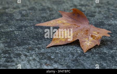 Ein einzelnes Ahornblatt liegt auf einem grauen Steinboden im Herbst, Nordrhein-Westfalen, Deutschland Stockfoto