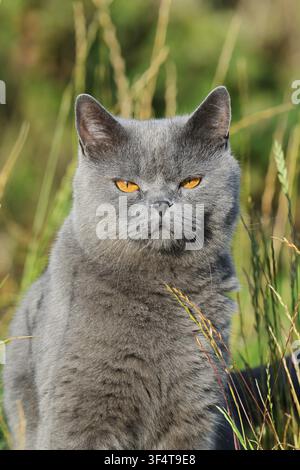 Exotische Kurzhaarkatze, Porträt, Nordrhein-Westfalen, Deutschland Stockfoto