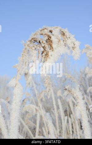 Gemeiner Schilfrohr (Phragmites australis), Blüte mit Raureif bedeckt, Nordrhein-Westfalen, Deutschland Stockfoto