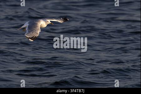 Eine Silbermöwe (Larus canus) fliegt tief über die sanft plätschernde Meeresoberfläche. Das warme Abendlicht, das von der Seite fällt, hebt ihr Gefieder hervor und Stockfoto