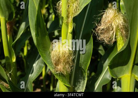 Junge Maiskolben, die an grünen Stängeln auf einem landwirtschaftlichen Feld wachsen. Stockfoto