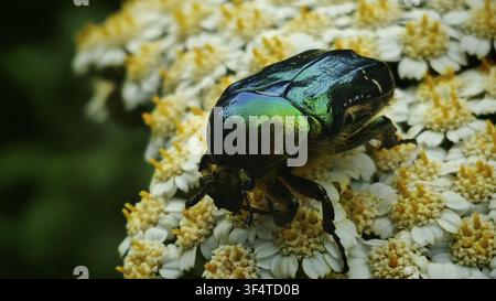 Ein schillernder grüner Rosenkäfer (Cetonia aurata) mit goldenem Schimmer, der auf weißen Blüten sitzt, Nahaufnahme in seinem natürlichen Lebensraum, Veljun Primorski, Kroatien Stockfoto