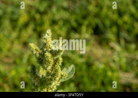 Grüne Amarantpflanze, die an einem sonnigen Tag auf einem Feld wächst. Stockfoto