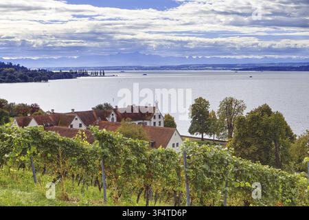Weinberg am Hang von Birnau mit gleichmäßigen Reihen von Reben, darunter mehrere weiße Häuser mit roten Satteldächern, umgeben von Bäumen. Dahinter liegt L Stockfoto