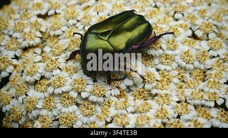 Ein schillernder grüner Rosenkäfer (Cetonia aurata) mit goldenem Schimmer und violetten Beinen, der auf weißen Blüten sitzt, Nahaufnahme in seinem natürlichen Lebensraum, Veljun P Stockfoto