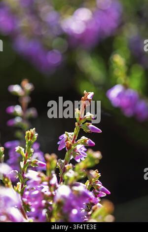 Heide (Calluna vulgaris) in Blüte an einem sonnigen Sommertag Stockfoto