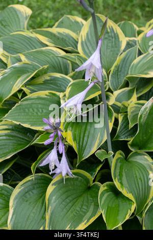 Vertikale Aufnahme einer panaschierten Hostapflanze mit violetten Blüten und Wassertropfen. Die großen grünen Blätter mit cremefarbenen Rändern schaffen einen auffälligen Regengarten Stockfoto