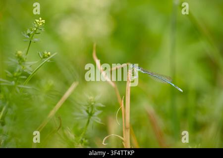 Männliche Heidelibelle ruht auf der Spitze eines trockenen Schilfstängels vor einem weichen grünen Hintergrund. Stockfoto