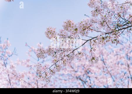 Blütenbüschel von Kirschblüten, die sich unter einem klaren blauen Himmel ausbreiten, Gucun-Park, Shanghai Stockfoto