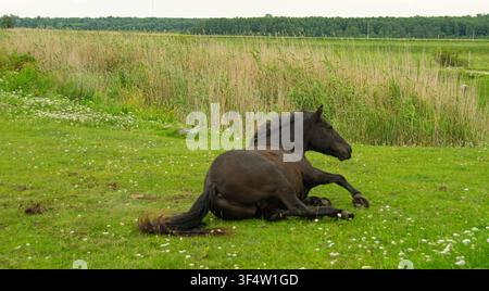 Braunes Pferd liegt auf dem Gras Stockfoto