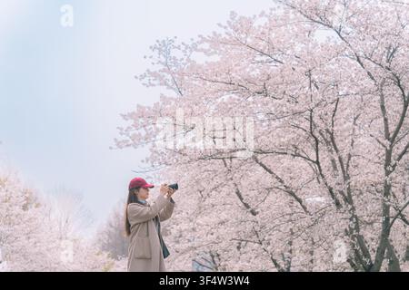 Fotograf fängt Kirschblüten im sanften Nachmittagslicht ein, Gucun-Park Stockfoto
