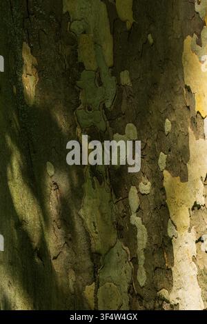 Nahaufnahme der Rindenstruktur einer Platanus mit natürlichem Tarnmuster Stockfoto