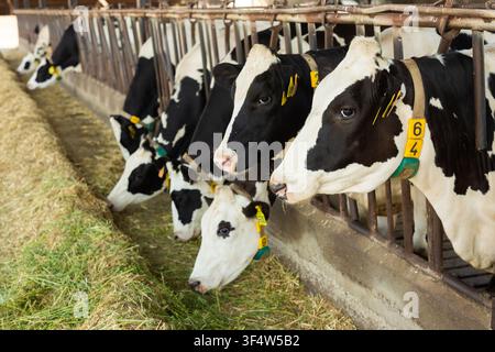 Kühe, die sich in der Scheune von Heu ernähren Stockfoto