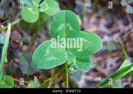 Eine Nahaufnahme-Makrofotografie eines grünen dreiblättrigen Klees (Trifolium), der natürlich auf einem Waldboden wächst. Stockfoto