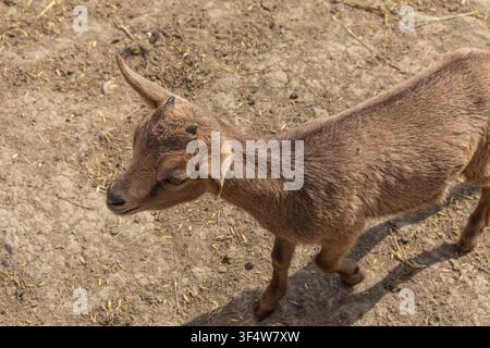 Eine hochwinklige Horizontalaufnahme, die sich auf eine junge braune Hausziege konzentriert, die seitwärts schaut, während sie über den Erdboden innerhalb eines Bauernhofgeheges geht. Stockfoto