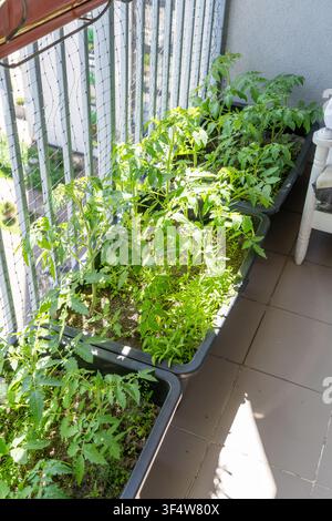 Tomatenpflanzen wachsen in Töpfen im Balkon-Garten der Wohnung. Hobbyhauspflanzen Stockfoto
