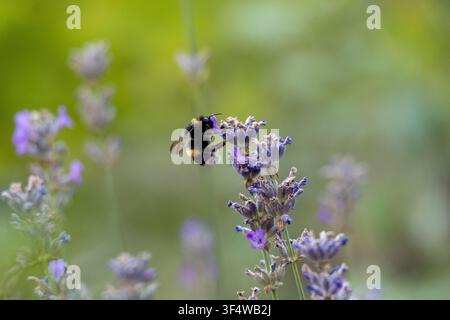 Bumblebee, der von Lavendelbe Blüten frisst, mit weichem grünem Bokeh-Hintergrund, Makro-Wildtierfotografie. Stockfoto